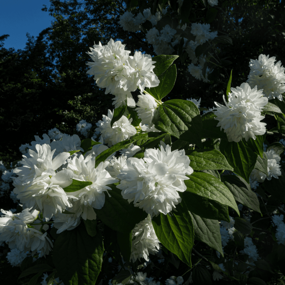 Seringat 'Dame Blanche' - Philadelphus 'Dame Blanche' - FLEURANDIE