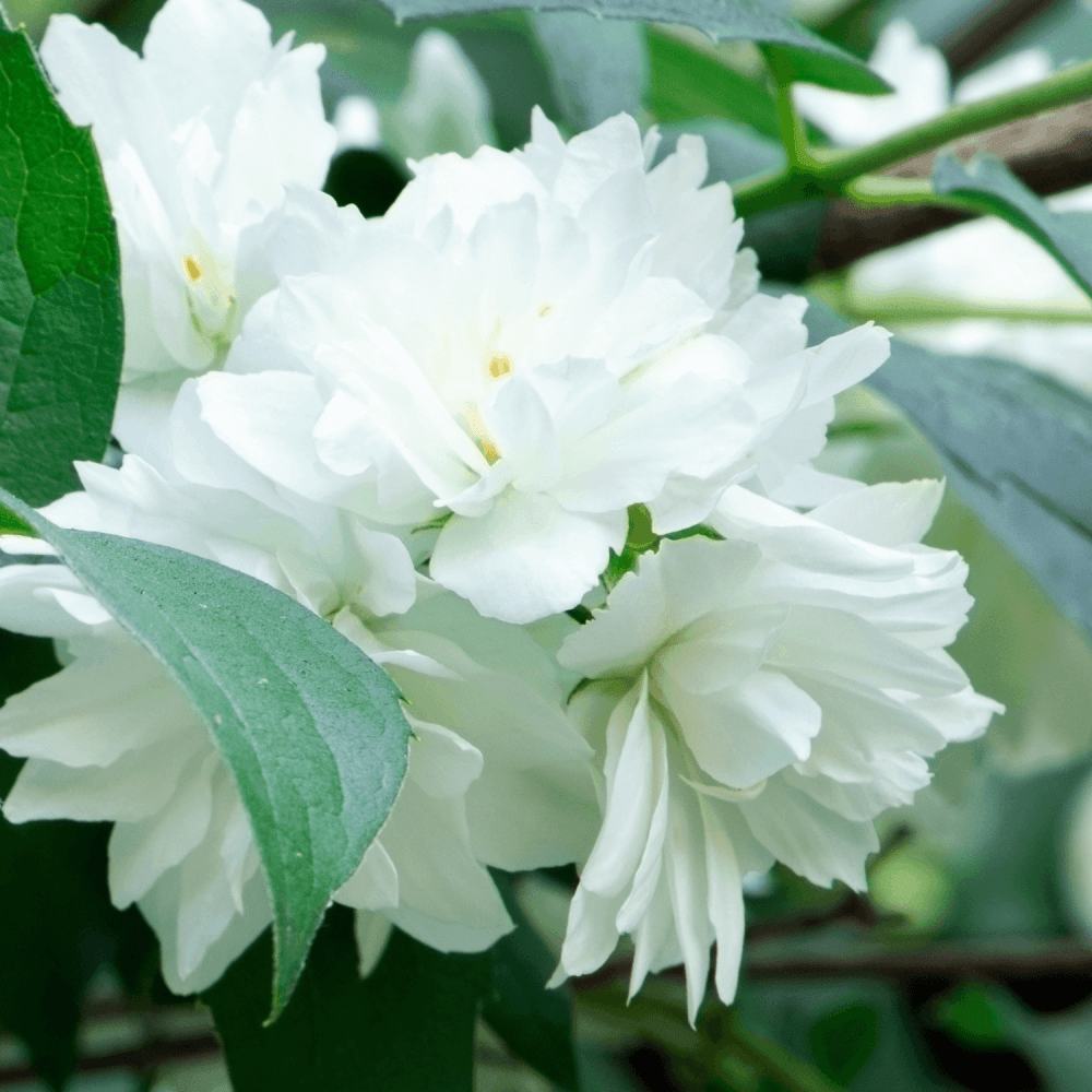 Seringat 'Dame Blanche' - Philadelphus 'Dame Blanche' - FLEURANDIE