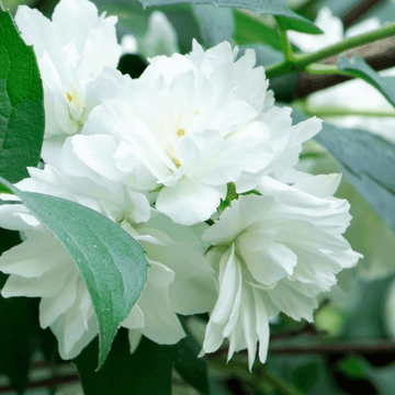 Seringat 'Dame Blanche' - Philadelphus 'Dame Blanche'