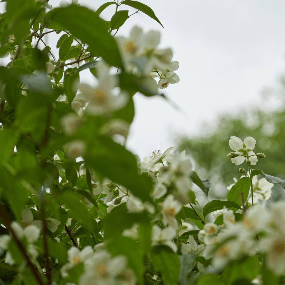 Seringat de Perse 'Bouquet Blanc' - Philadelphus persica 'Bouquet Blanc' - FLEURANDIE