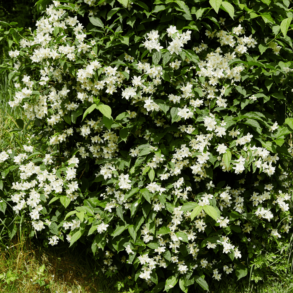 Seringat de Perse 'Bouquet Blanc' - Philadelphus persica 'Bouquet Blanc' - FLEURANDIE