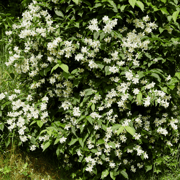 Seringat de Perse 'Bouquet Blanc' - Philadelphus persica 'Bouquet Blanc'