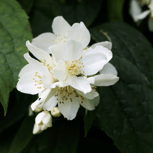 Seringat 'Minnesota Snowflake' -Philadelphus virginalis 'Minnesota Snowflake' - FLEURANDIE