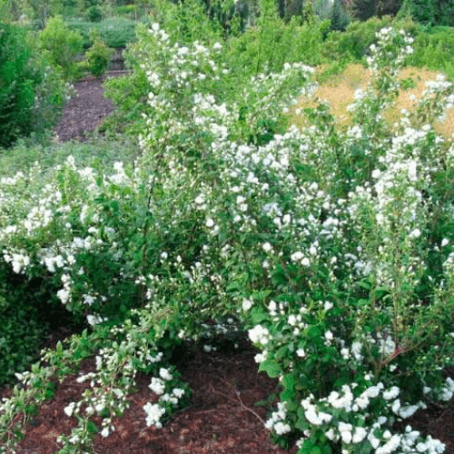 Seringat 'Minnesota Snowflake' -Philadelphus virginalis 'Minnesota Snowflake' - FLEURANDIE