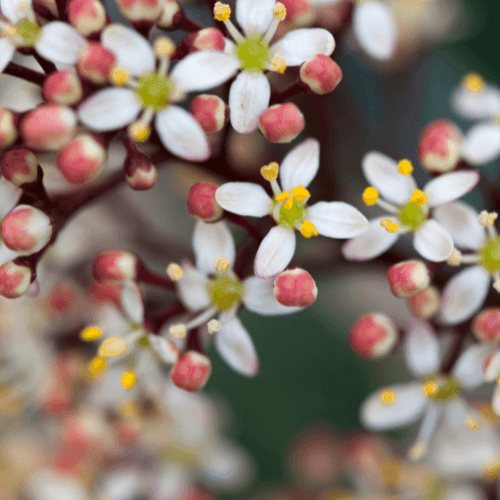 Skimmia du Japon 'Rubella' - Skimmia japonica 'Rubella' - FLEURANDIE