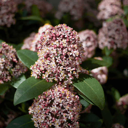 Skimmia du Japon 'Rubella' - Skimmia japonica 'Rubella' - FLEURANDIE