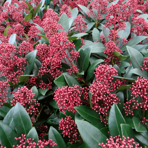 Skimmia du Japon 'Rubella' - Skimmia japonica 'Rubella' - FLEURANDIE