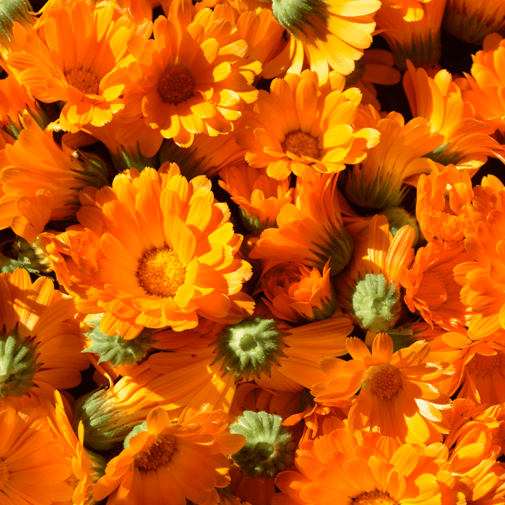 Graines De Souci Touch Of Red - Calendula Officinalis - Fleurs Comestibles Orangées - Sachet 50 Graines