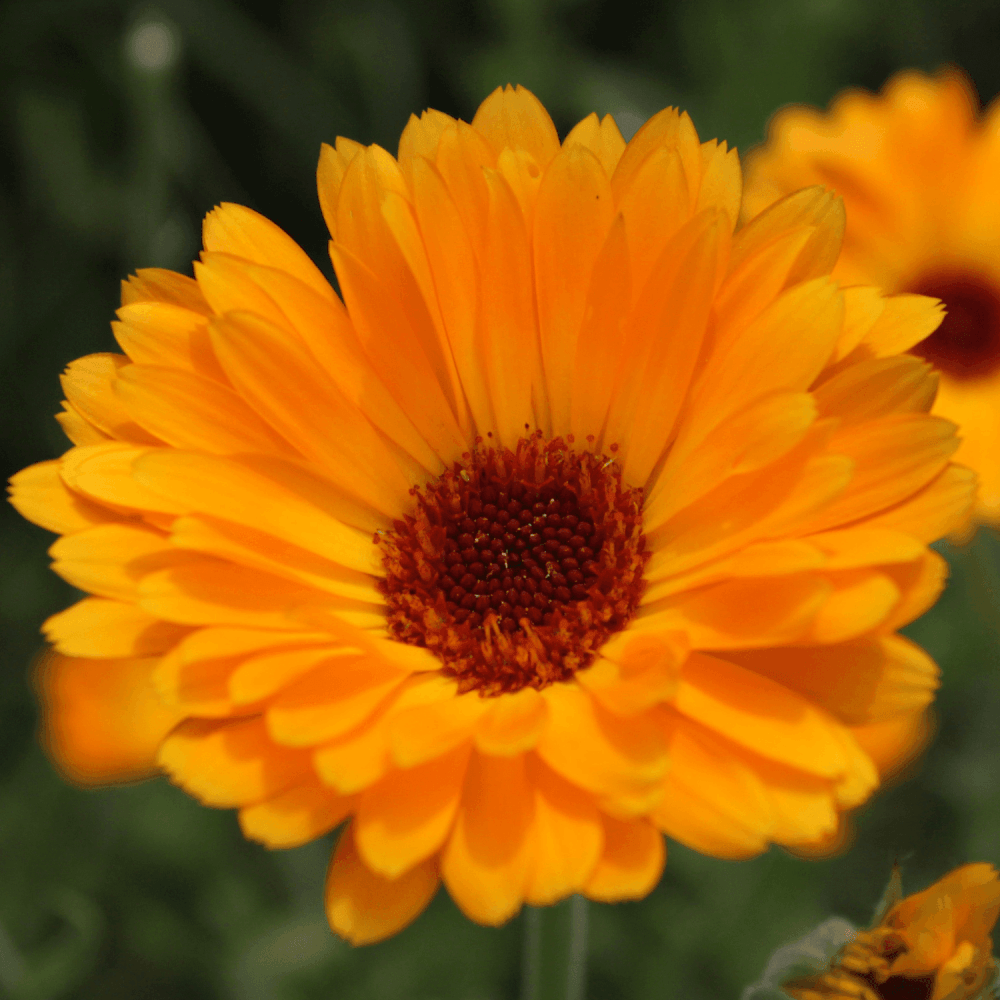 Souci - Calendula officinalis - FLEURANDIE