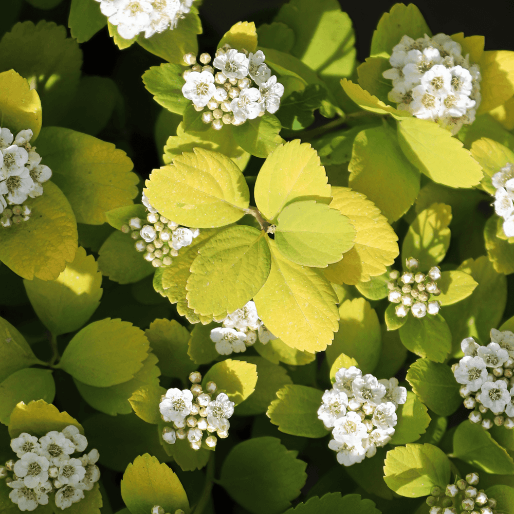 Spirée à feuilles de bouleau 'Tor' - Spiraea betulifolia 'Tor' - FLEURANDIE