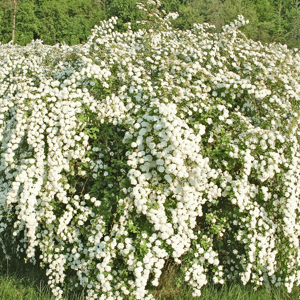 Spirée à feuilles de bouleau 'Tor' - Spiraea betulifolia 'Tor' - FLEURANDIE