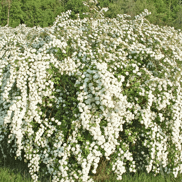 Spirée à feuilles de bouleau 'Tor' -  Spiraea betulifolia 'Tor'