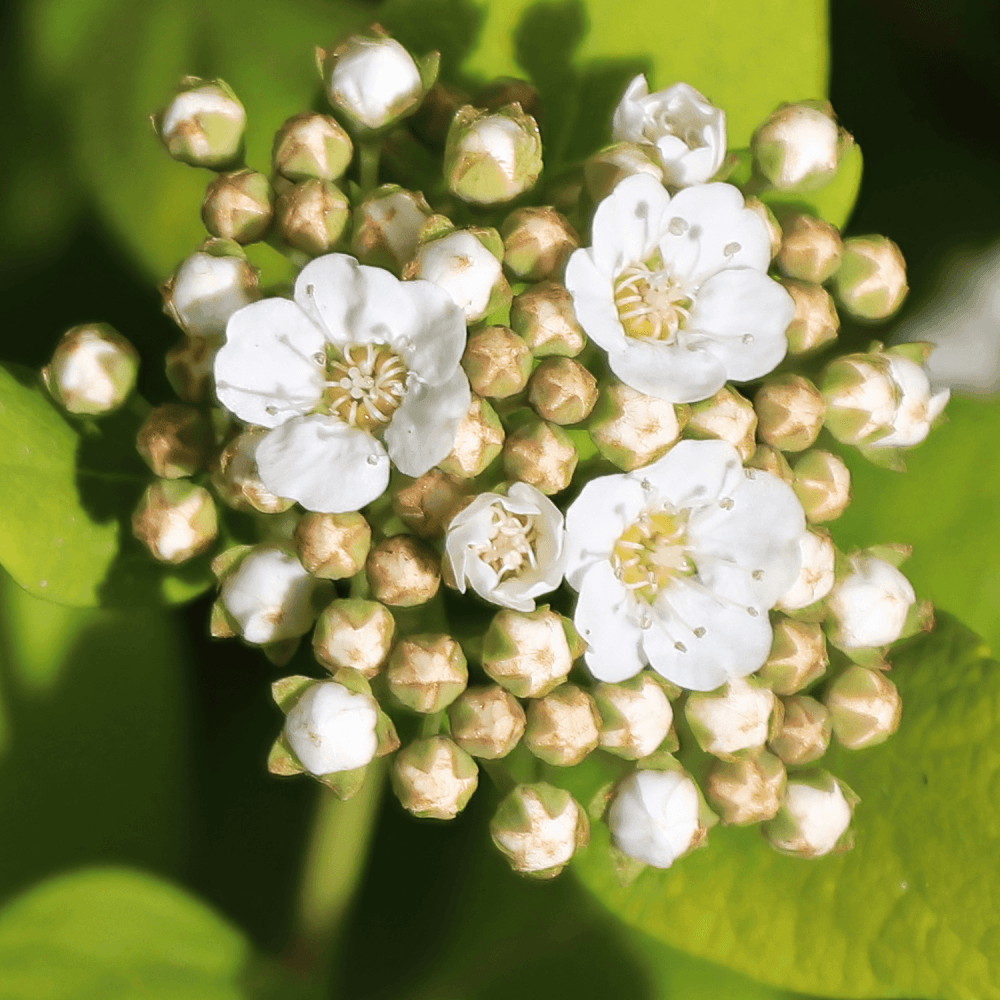 Spirée à feuilles de bouleau 'Tor' - Spiraea betulifolia 'Tor' - FLEURANDIE