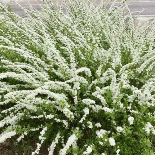 Spirée arguta - Spiraea arguta - FLEURANDIE