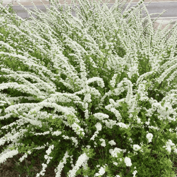 Spirée arguta - Spiraea arguta