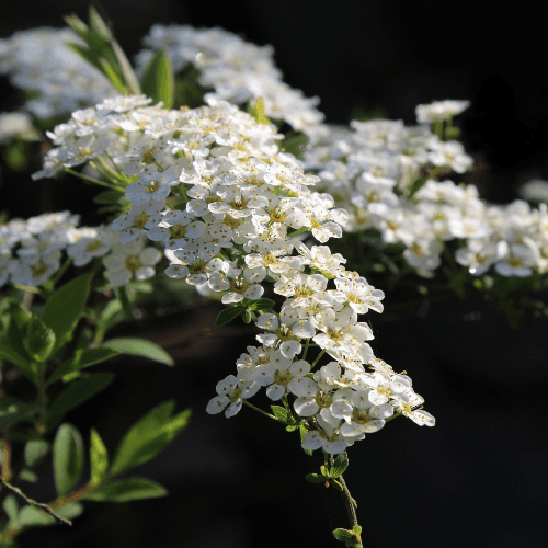 Spirée arguta - Spiraea arguta - FLEURANDIE