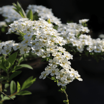 Spirée arguta - Spiraea arguta