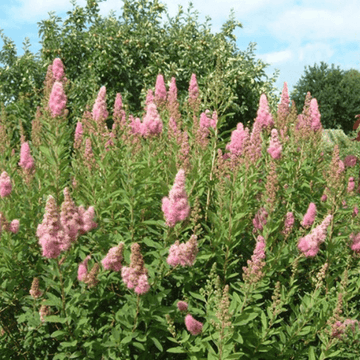 Spirée billardii - Spiraea billardii