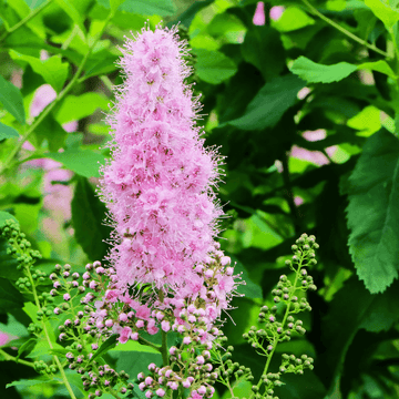 Spirée billardii - Spiraea billardii