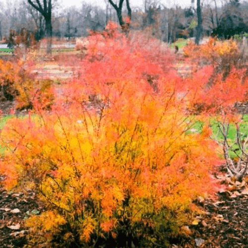 Spirée de Thunberg - Spiraea thunbergii - FLEURANDIE