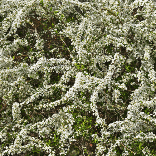 Spirée de Thunberg - Spiraea thunbergii - FLEURANDIE