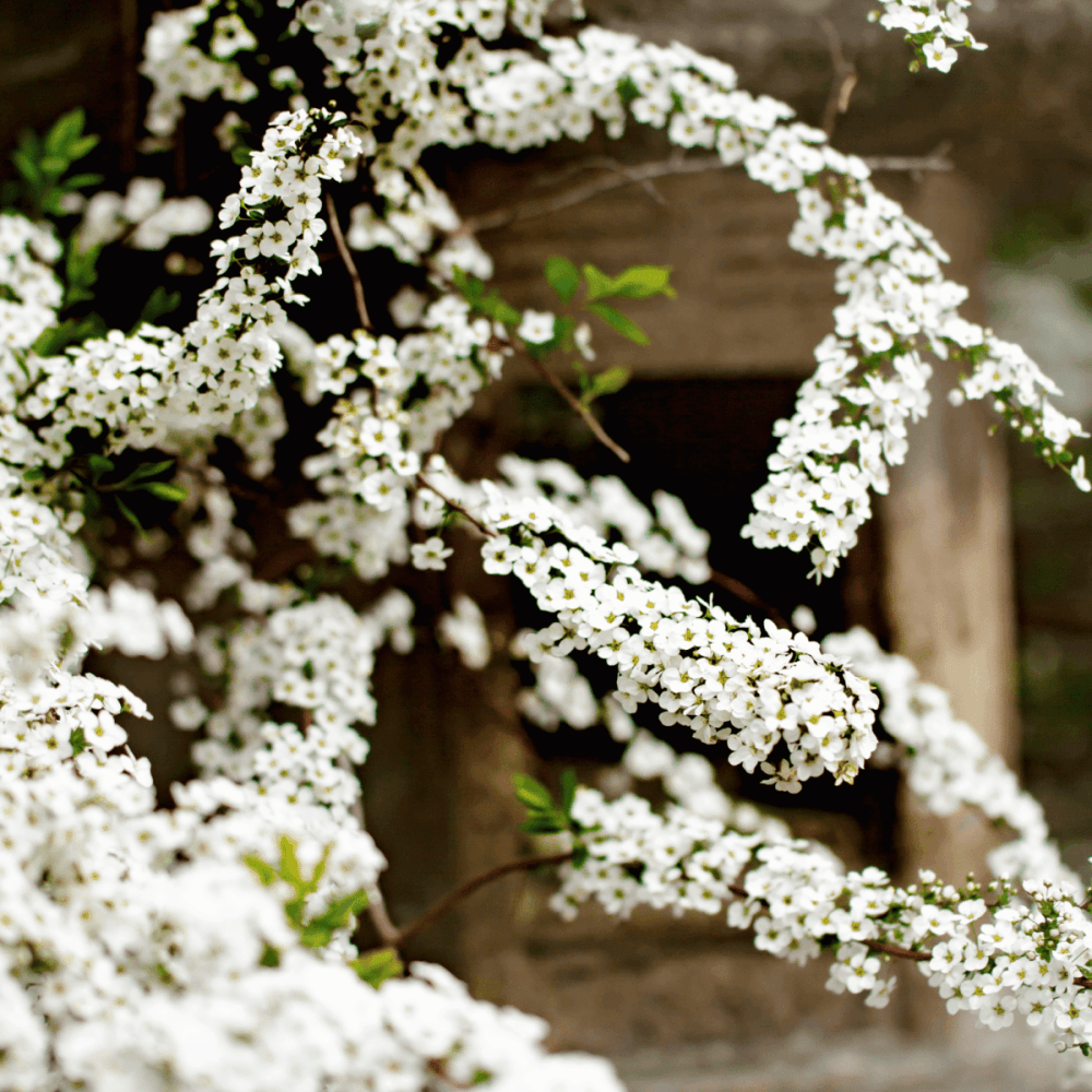 Spirée de Thunberg - Spiraea thunbergii - FLEURANDIE