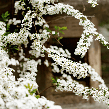 Spirée de Thunberg - Spiraea thunbergii