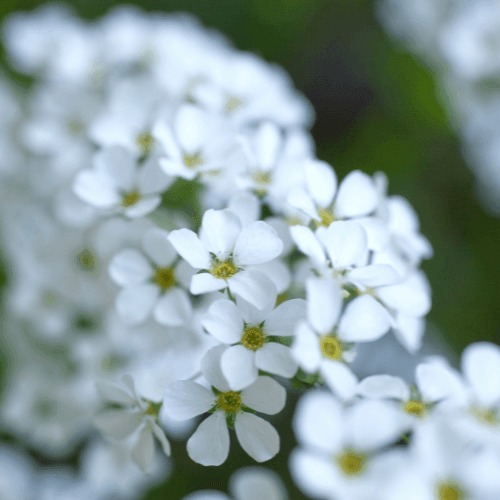 Spirée de Thunberg - Spiraea thunbergii - FLEURANDIE