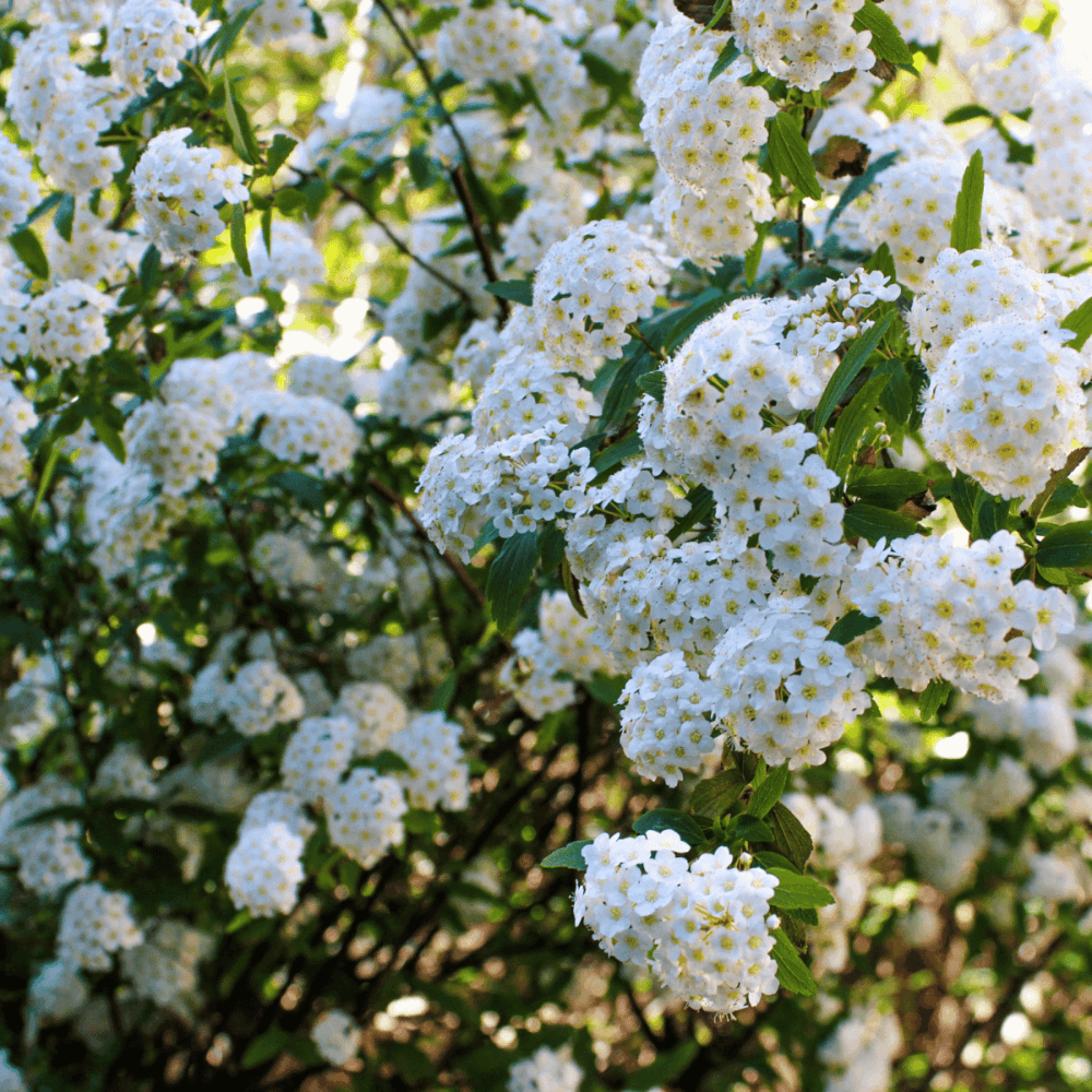 Spirée de vanhoutte - Spiraea vanhouttei - FLEURANDIE