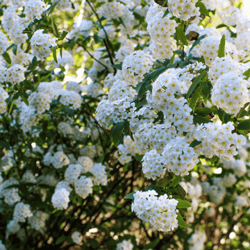 Spirée de vanhoutte - Spiraea vanhouttei