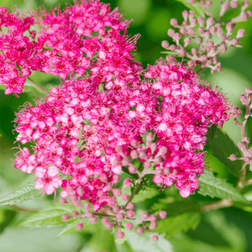 Spirée japonaise 'Crispa' - Spiraea japonica 'Crispa' - FLEURANDIE