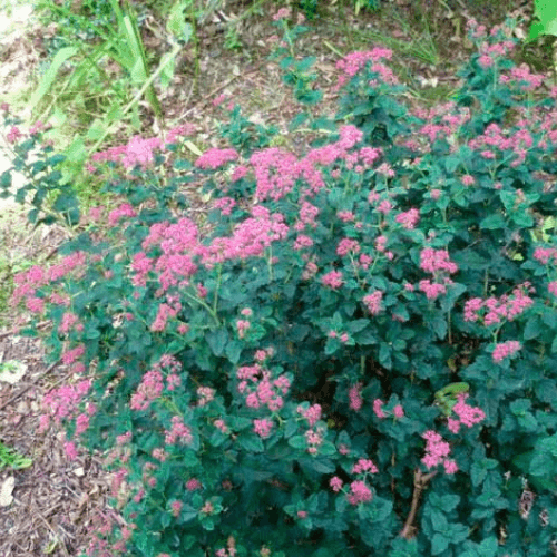 Spirée japonaise 'Crispa' - Spiraea japonica 'Crispa' - FLEURANDIE