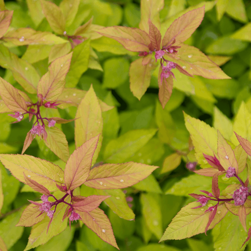 Spirée japonaise 'Goldflame' - Spiraea japonica 'Goldflame' - FLEURANDIE