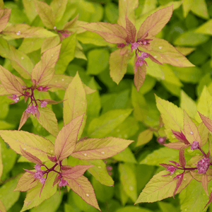 Spirée japonaise 'Goldflame' - Spiraea japonica 'Goldflame' - FLEURANDIE