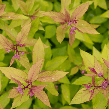 Spirée japonaise 'Goldflame' - Spiraea japonica 'Goldflame'