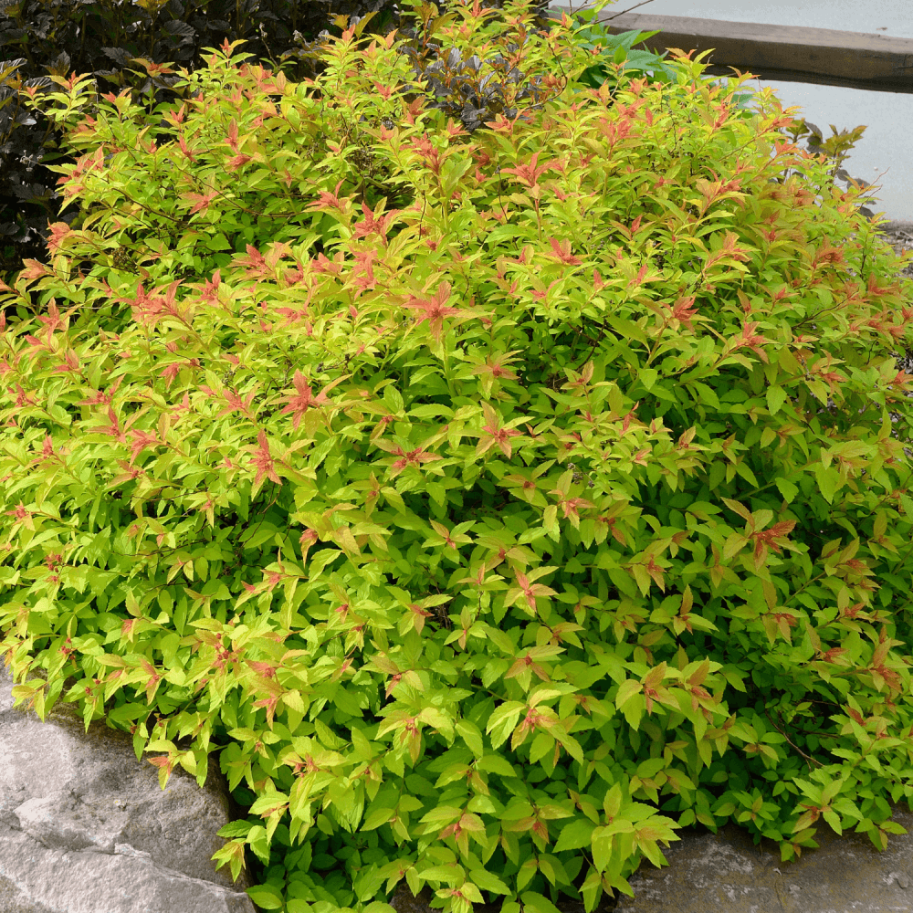 Spirée japonaise 'Goldflame' - Spiraea japonica 'Goldflame' - FLEURANDIE