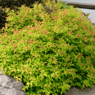 Spirée japonaise 'Goldflame' - Spiraea japonica 'Goldflame'