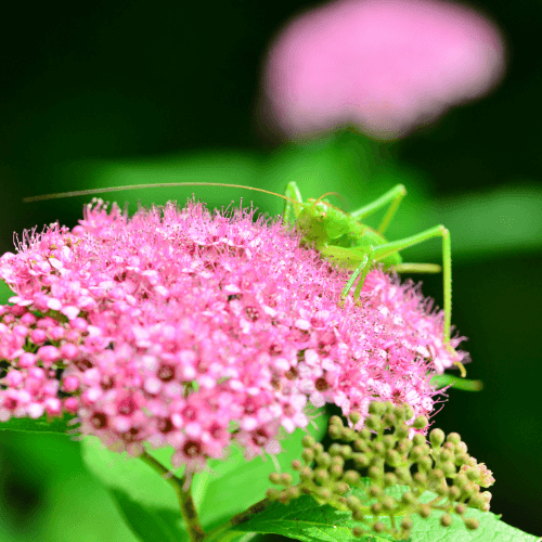 Spirée japonica 'Anthony Waterer' - Spiraea japonica 'Anthony Waterer' - FLEURANDIE