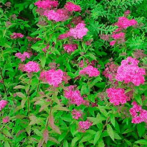 Spirée japonica 'Anthony Waterer' - Spiraea japonica 'Anthony Waterer' - FLEURANDIE