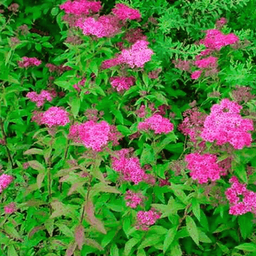 Spirée japonica 'Anthony Waterer' - Spiraea japonica 'Anthony Waterer'