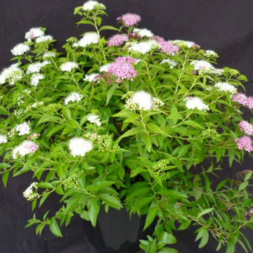 Spirée japonaise 'Shirobana' - Spiraea japonica 'Shirobana'