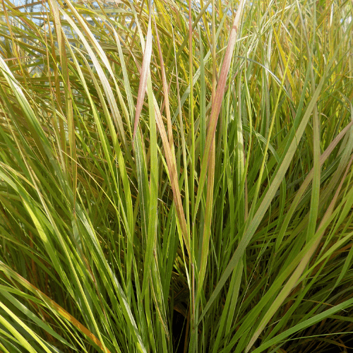 Stipa arundinacea - Stipa arundinacea - FLEURANDIE