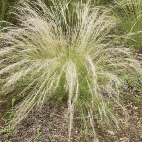 Stipa tenuissima 'Pony Tails' - Stipa tenuissima 'Pony Tails' - FLEURANDIE