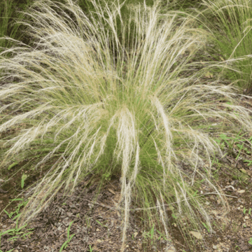 Stipa tenuissima 'Pony Tails' - Stipa tenuissima 'Pony Tails'