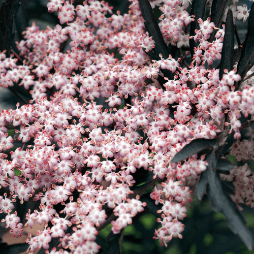 Sureau noir 'Black Lace'® - Sambucus nigra 'Black Lace'® - FLEURANDIE