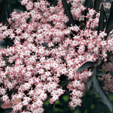 Sureau noir 'Black Lace'® - Sambucus nigra 'Black Lace'®