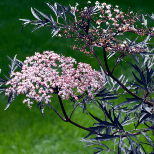 Sureau noir 'Black Lace'® - Sambucus nigra 'Black Lace'® - FLEURANDIE