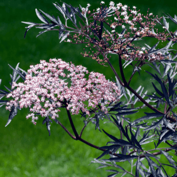 Sureau noir 'Black Lace'® - Sambucus nigra 'Black Lace'®