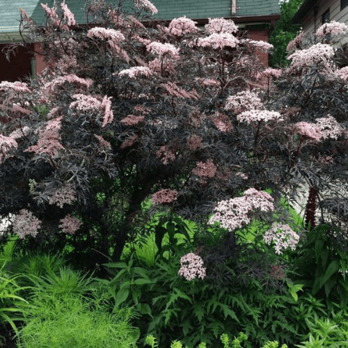 Sureau noir 'Black Lace'® - Sambucus nigra 'Black Lace'® - FLEURANDIE