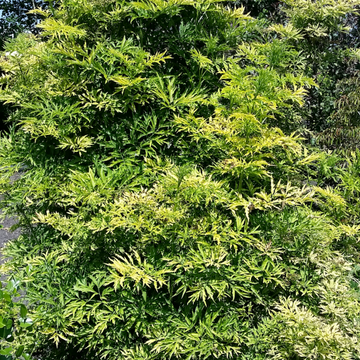 Sureau noir 'Golden Tower' - Sambucus nigra 'Golden Tower'